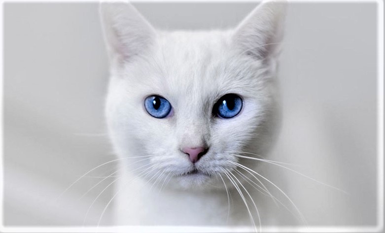 53++ 2 white cats spiritual meaning Cat Images [HD]