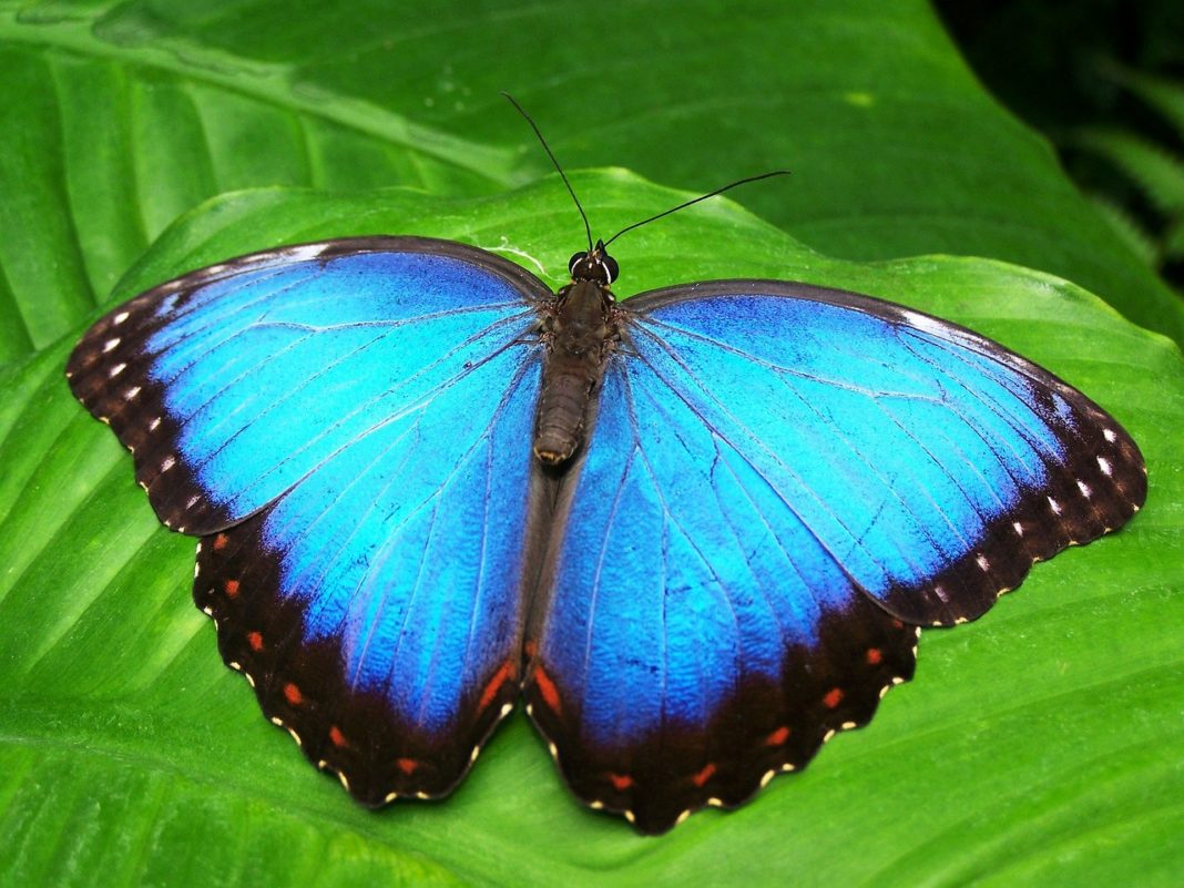 Butterflies Are Spiritual Messengers: Here‘s What They Mean For You