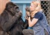 In One Minute Koko The Gorilla Shares A Secret We All Need To Hear