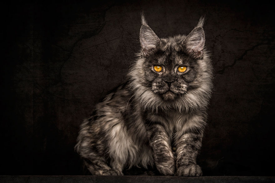 Largest Maine Coon Cat Recorded