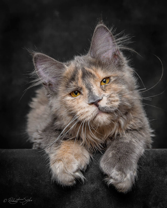 65 Breathtaking Pictures Of Maine Coons, The Largest Cats In The World - Conscious Reminder