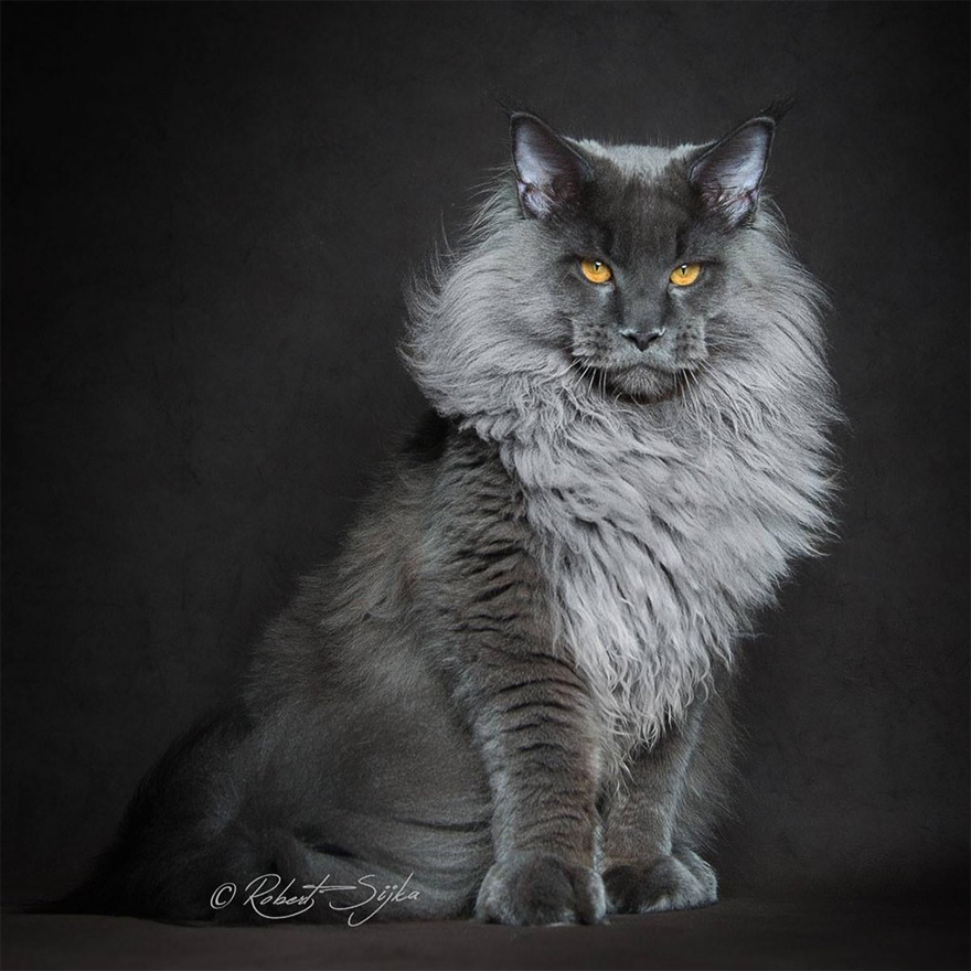 65 Breathtaking Pictures Of Maine Coons, The Largest Cats In The World ...