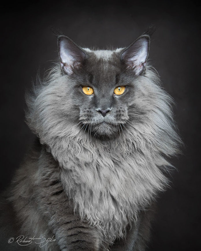 65 Breathtaking Pictures Of Maine Coons The Largest Cats In The World