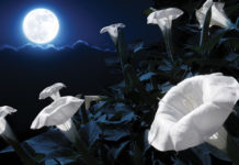 Tonight's Powerful Flower Supermoon Will Push Everyone Into Emotional Overdrive