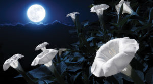 Tonight's Powerful Flower Supermoon Will Push Everyone Into Emotional Overdrive