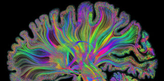 10 Things You Didn’t Know About The Human Brain And Its Capabilities