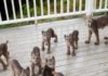 Alaskan Man Wakes Up To Find Adorable Family Of Lynx Playing On His Porch