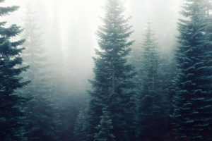 Evergreen Tree Symbolism: Endurance & Perseverance