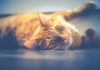 Owning A Cat — Scientifically Proven To Be Good For Your Health