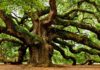 Meet The Ancient Mysterious Trees Older Than The Pyramids