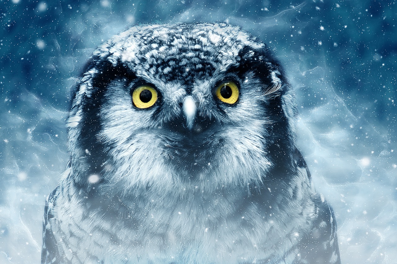 Spiritual Meaning Of Owl Eyes