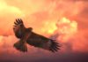 The Hawk As Your Spirit Animal – Only The Sky Is The Limit