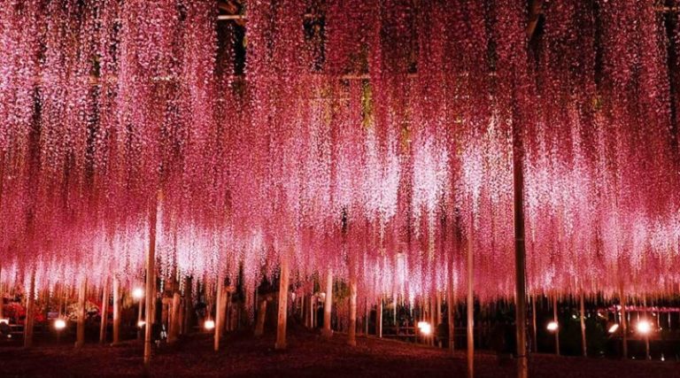 144-Year-Old Pink Wisteria Tree In Japan Will Color Your World In Pink