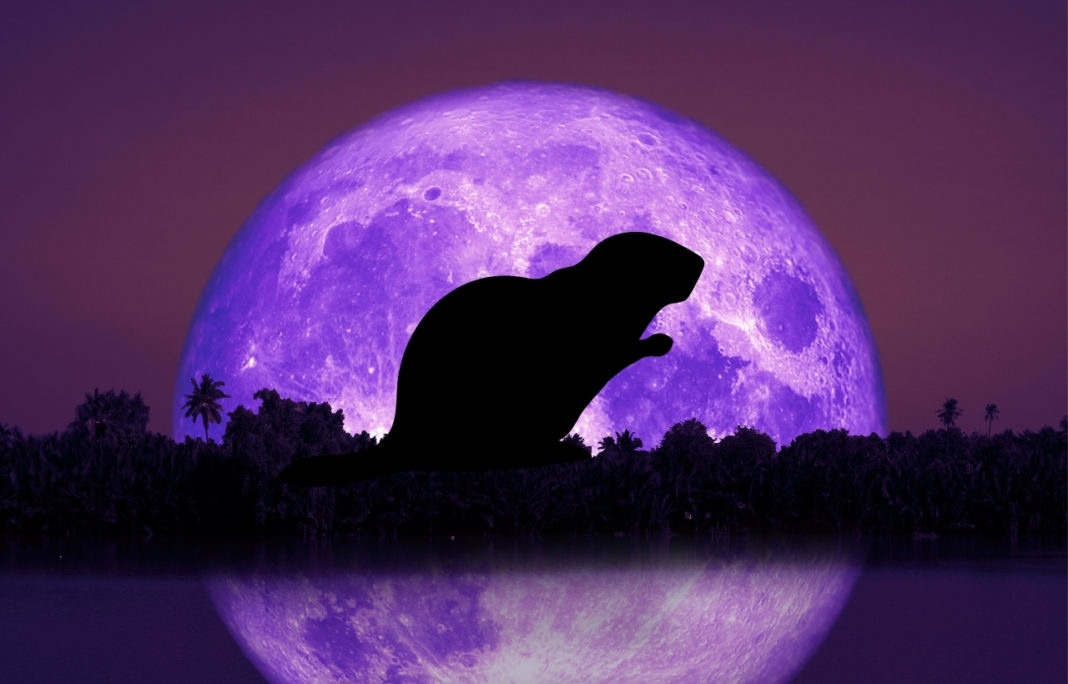 Beaver Full Moon And Lunar Eclipse On November 30th: Keeping Up With ...