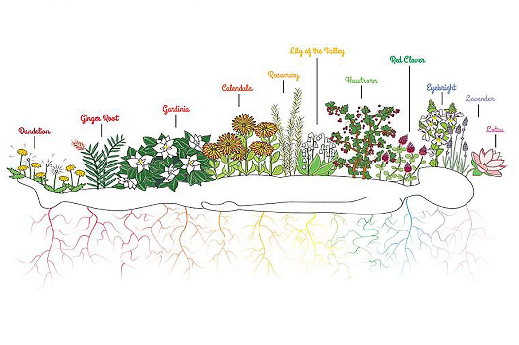 How Herbs And Plants Can Help You Unblock Your Seven Chakras