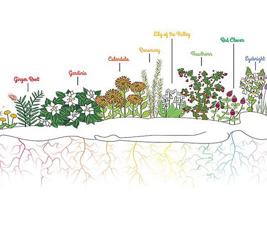 How Herbs And Plants Can Help You Unblock Your Seven Chakras