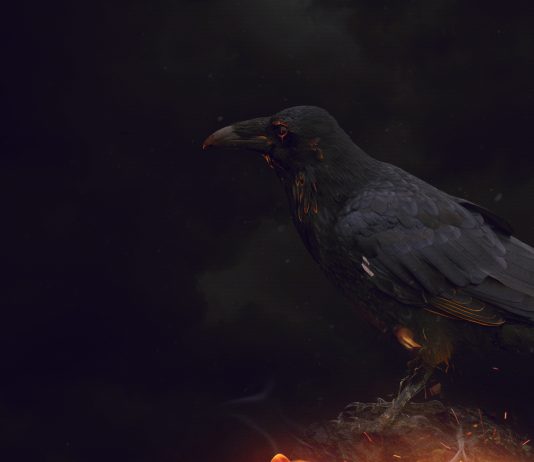 Have You Been Seeing Crows? What Does It Mean - Spiritual Symbolism (More Than Just Death)